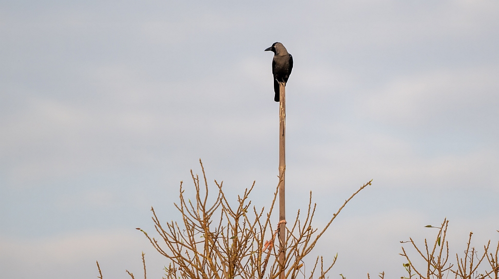 House Crow